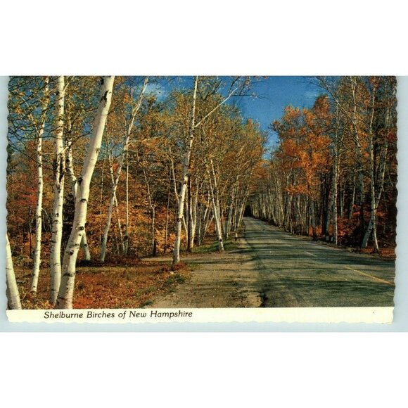 Shelburne Birches of New Hampshire The highway between Shelburne Postcard - Picture 1 of 2